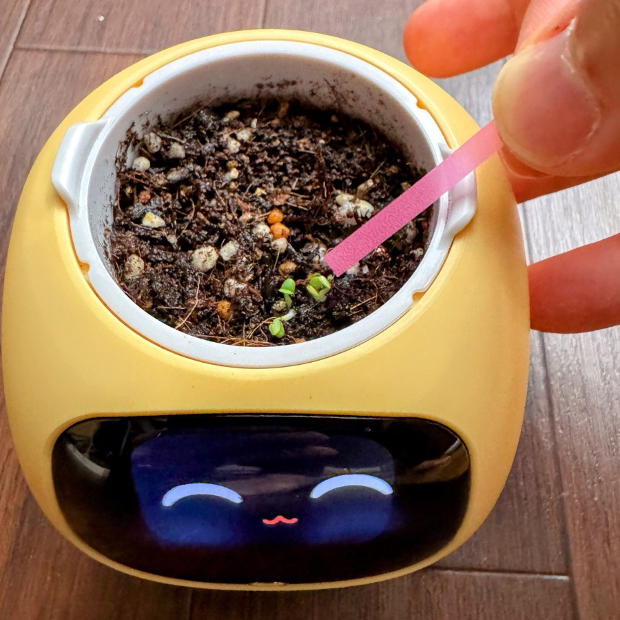 土の表面に小さな緑の芽が見え、ピンク色の道具がその近くを指しています。