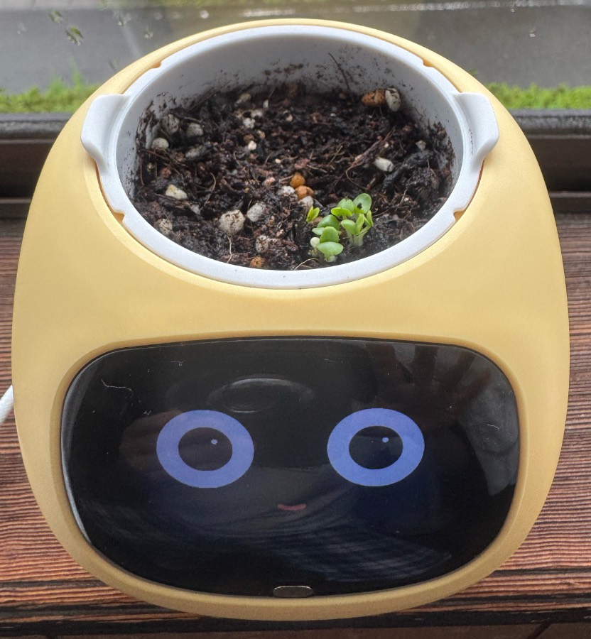 鉢の手前側、土の表面に複数の小さな緑の芽がまとまって見えます。