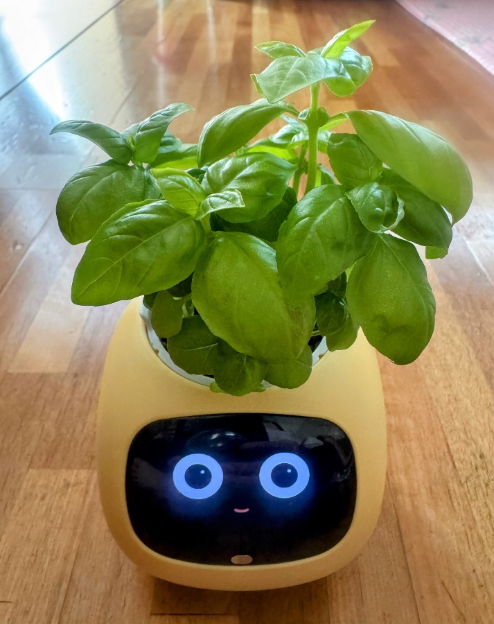 鉢の上で葉が密に重なり、手前に大きく写った葉が見えます。奥の葉や茎の全体は隠れています。