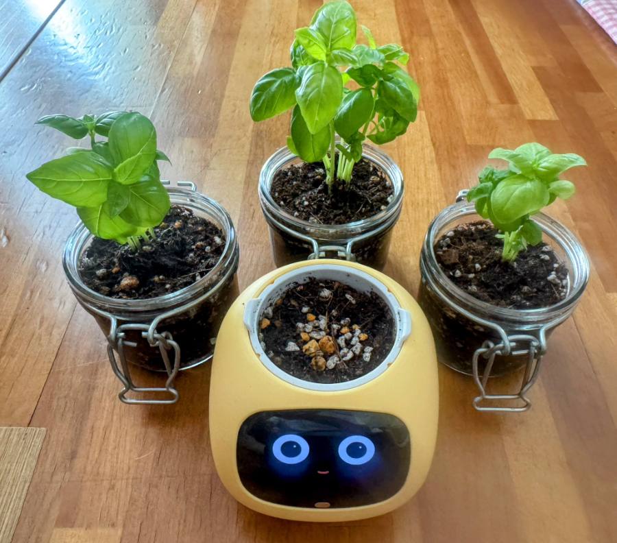 植物の入った容器が3つ、土の入ったIvyが1つ、床の上に並んでいます。