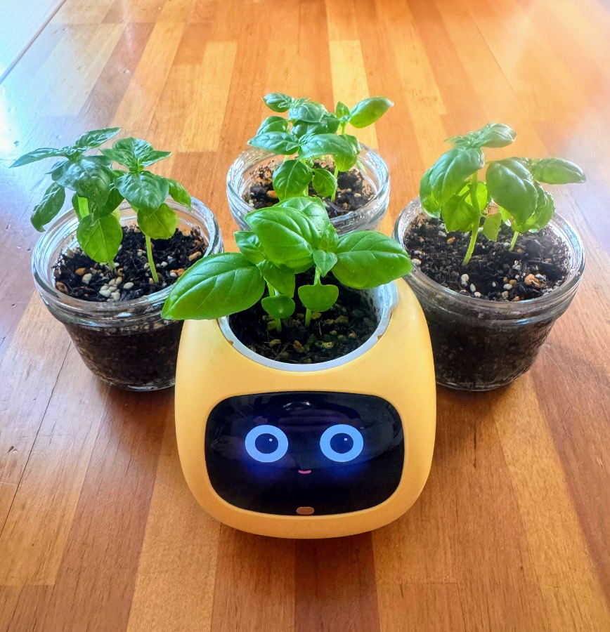 手前に黄色いIvy、奥と左右に植物の入った3つの容器が写っています。それぞれの葉の広がりが違います。
