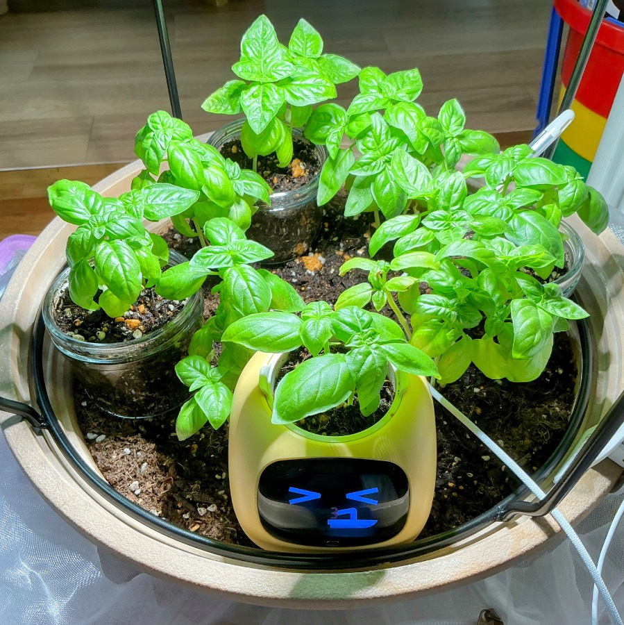 円形の容器の中にIvyと複数の植物の容器が置かれ、周囲に支柱や管が見えます。