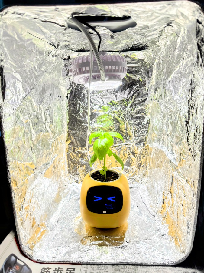 反射材に囲まれた空間で、Ivyの上に縦に伸びる茎と葉が写っています。上方には照明があります。