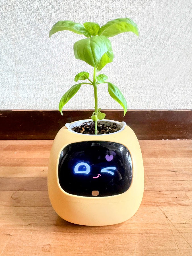 鉢から1本の茎が上へ伸び、途中の節と先端に葉が見えます。背景に対して茎の輪郭が分かります。