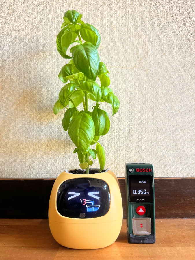 縦に伸びる茎に葉が付き、株の横には測距器が写っています。葉の向きは部位によって違います。