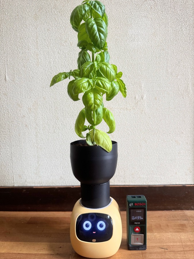 黄色いIvyの上に黒い拡張ポットがあり、その上に茎と葉が縦に伸びています。横には測距器が写っています。