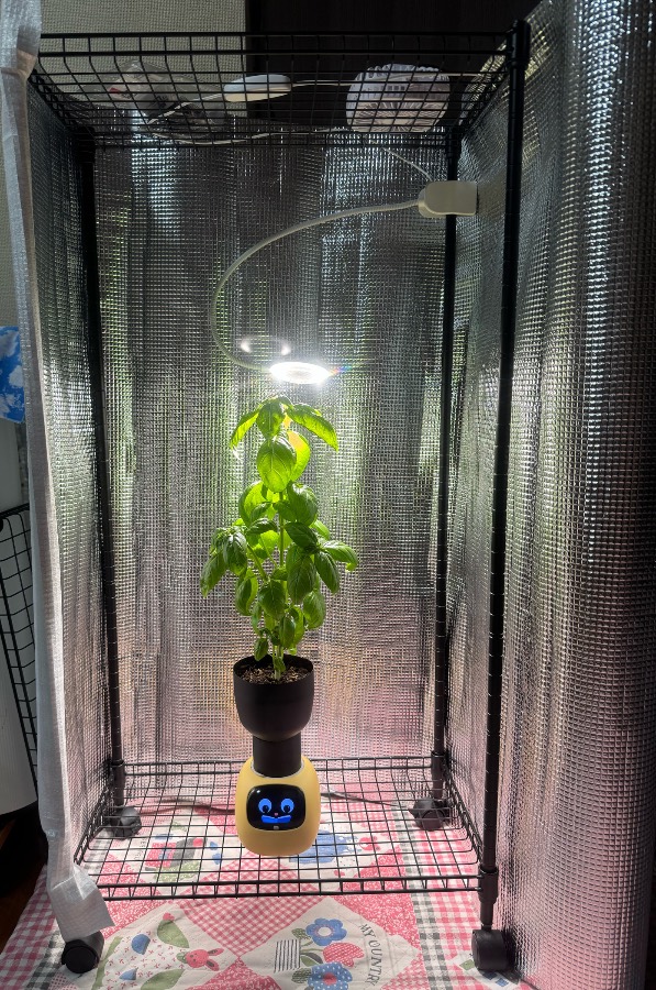 縦長の囲いの中に、黒い拡張ポットを載せたIvyと植物が置かれています。株の上には照明が見えます。