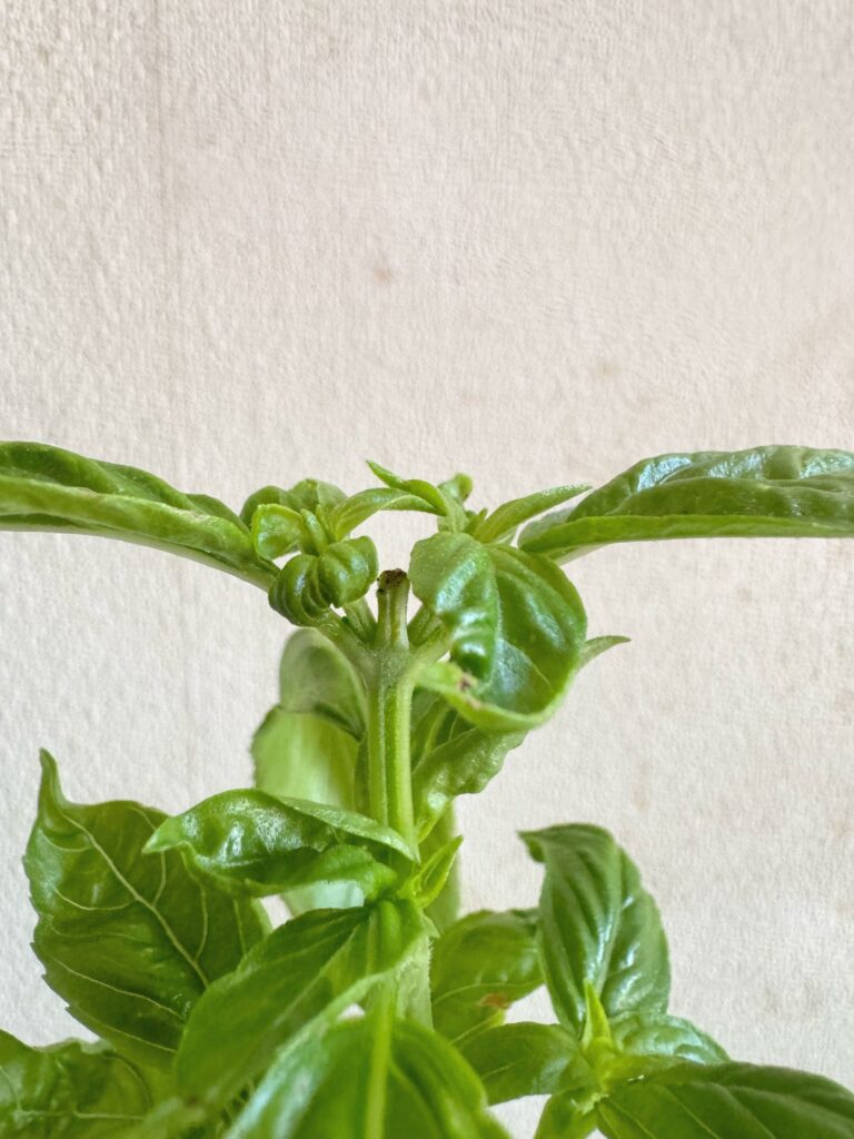 花を摘み取ったよ